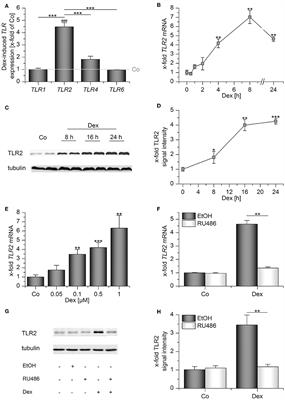 Toll-Like Receptor 2 Release by Macrophages: An Anti-inflammatory Program Induced by Glucocorticoids and Lipopolysaccharide